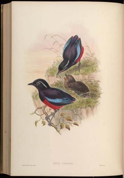 Pitta ussheri = Erythropitta ussheri von John Gould